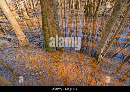 Les arbres situés dans le Tupelo en zones humides Congaree National Park en Caroline du Sud Banque D'Images