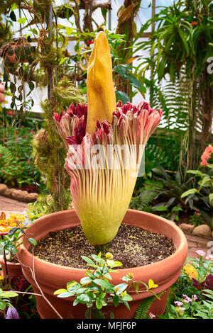 Floraison Rare Fleur Cadavre également connu sous le nom de l'arum titan au Jardin botanique de Tucson en Arizona Banque D'Images