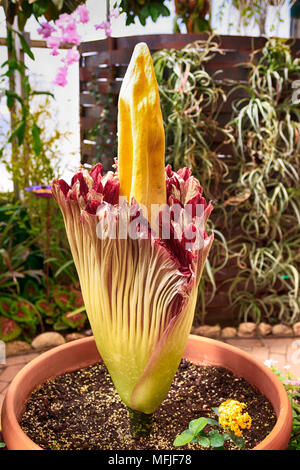 Floraison Rare Fleur Cadavre également connu sous le nom de l'arum titan au Jardin botanique de Tucson en Arizona Banque D'Images