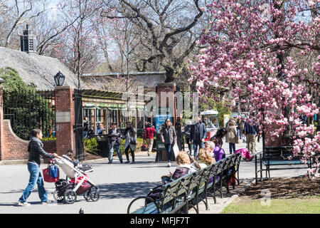 Entrée de Central Park Zoo avec Magnolia Arbre en premier plan, NYC, USA Banque D'Images