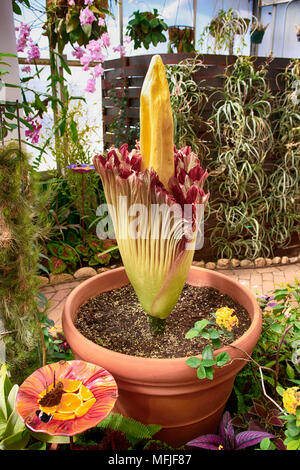 Floraison Rare Fleur Cadavre également connu sous le nom de l'arum titan au Jardin botanique de Tucson en Arizona Banque D'Images