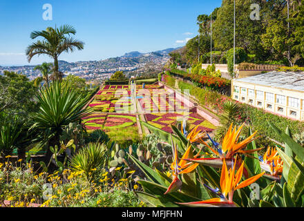 Jardin à oiseau du paradis des fleurs, Jardin botanique de Madère (Jardim Botanico), Funchal, Madeira, Portugal, Europe, Atlantique Banque D'Images