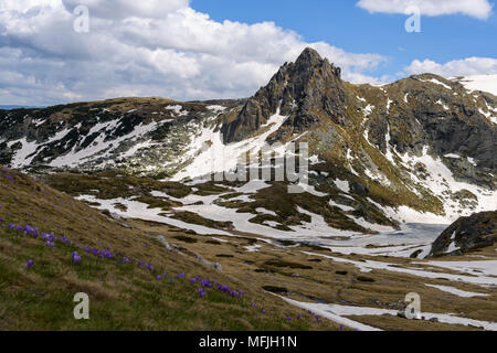 Printemps paysage de lac gelé, robuste des pics de montagne en arrière-plan et les crocus mauve en premier plan, les montagnes de Rila, Bulgarie Banque D'Images