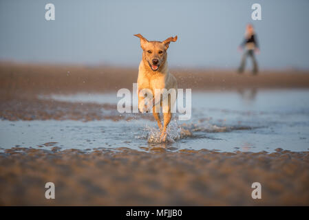 Le chien et le propriétaire à Camber Sands, Rye, East Sussex, Angleterre, Royaume-Uni, Europe Banque D'Images