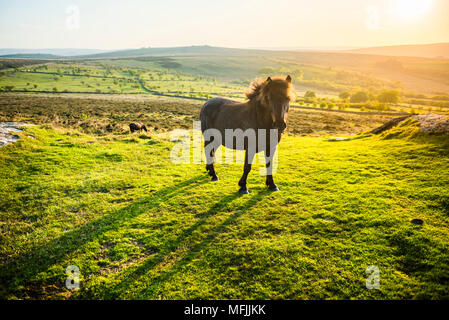 En poney Dartmoor National Park, Devon, Angleterre, Royaume-Uni, Europe Banque D'Images