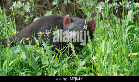 Diable de Tasmanie dans l'herbe haute, Tasmanie, Australie, Pacifique Banque D'Images