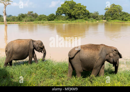 Les éléphants d'Asie dans le Parc National de Udawalawe, Sri Lanka, Asie Banque D'Images