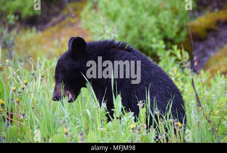 Un adorable ourson noir bénéficie d'un petit-déjeuner de pissenlits sur un frais du matin pluvieux dans les montagnes Rocheuses canadiennes, près de Banff (Alberta) Banque D'Images