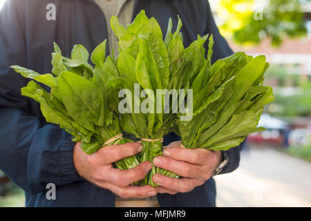 Un agriculteur détient des grappes de l'oseille à un marché de producteurs à Fayetteville, Arkansas. Banque D'Images