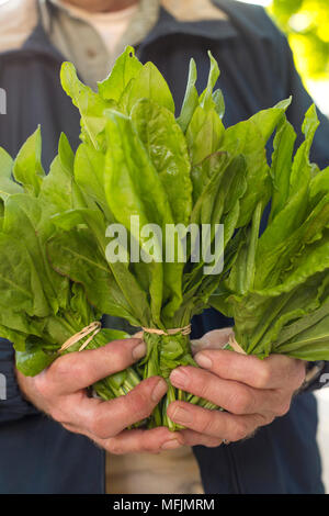 Un agriculteur détient des grappes de l'oseille à un marché de producteurs à Fayetteville, Arkansas. Banque D'Images