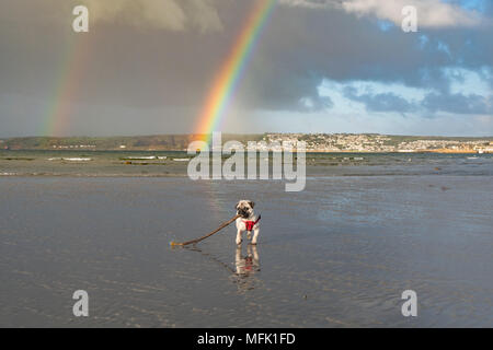 Longrock, Cornwall, UK. 26 avril 2018. Météo britannique. Juste après le lever du soleil de nuages de pluie déplacé au-delà de Penzance, Newlyn et donnant lieu à ce seul puis double arc-en-ciel, vue de la plage à Longrock, où le Titan avait son chiot Pug matin jouer sur la plage. Crédit : Simon Maycock/Alamy Live News Banque D'Images