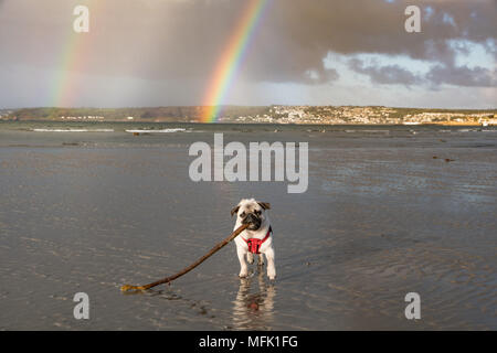 Longrock, Cornwall, UK. 26 avril 2018. Météo britannique. Juste après le lever du soleil de nuages de pluie déplacé au-delà de Penzance, Newlyn et donnant lieu à ce seul puis double arc-en-ciel, vue de la plage à Longrock, où le Titan avait son chiot Pug matin jouer sur la plage. Crédit : Simon Maycock/Alamy Live News Banque D'Images