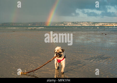 Longrock, Cornwall, UK. 26 avril 2018. Météo britannique. Juste après le lever du soleil de nuages de pluie déplacé au-delà de Penzance, Newlyn et donnant lieu à ce seul puis double arc-en-ciel, vue de la plage à Longrock, où le Titan avait son chiot Pug matin jouer sur la plage. Crédit : Simon Maycock/Alamy Live News Banque D'Images