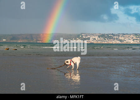 Longrock, Cornwall, UK. 26 avril 2018. Météo britannique. Juste après le lever du soleil de nuages de pluie déplacé au-delà de Penzance, Newlyn et donnant lieu à ce seul puis double arc-en-ciel, vue de la plage à Longrock, où le Titan avait son chiot Pug matin jouer sur la plage. Crédit : Simon Maycock/Alamy Live News Banque D'Images