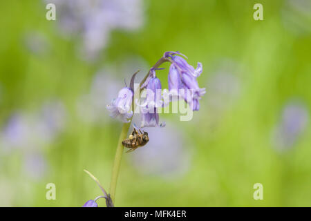 London UK. 26 avril 2018. Météo France : une abeille pollinise un bluebell fleur dans Wimbledon Common comme la saison de bluebell habituellement son sommet entre avril et mai Crédit : amer ghazzal/Alamy Live News Banque D'Images