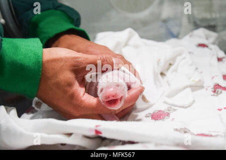 Chengdu. Apr 26, 2018. Un grand panda cub est vue à Hetaoping Base d'entraînement de chine sauvage et Centre de recherche pour la conservation des pandas géants (CCRCGP) dans le sud-ouest de la province chinoise du Sichuan, le 31 juillet 2017. Le 12 mai 2008, un terrible tremblement de terre du Sichuan Panda Wolong endommagé ou réserver. Après dix ans d'efforts, les trois bases de Wolong, Dujiangyan et Ya'un sous le CCRCGP ont été restaurés et mis en service. Source : Xinhua/Alamy Live News Banque D'Images