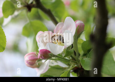 Epsom, Surrey, Angleterre. 26 avril 2018. Météo France : une abeille se nourrit de l'Apple Blossom qui ressort est en fleur. Credit : Julia Gavin/Alamy Live News Banque D'Images