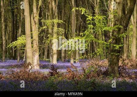 Micheldever, Hampshire. Apr 26, 2018. Météo France, le 26 avril 2018 - La lumière du soleil transperce une canopée de feuilles de Hêtre vert frais sur un tapis de jacinthes des bois (Hyacinthoides anglais non-scripta) dans les bois près de Micheldever dans le Hampshire, en Angleterre. Credit : RTimages/Alamy Live News Banque D'Images