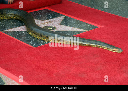 Hollywood, Etats-Unis. Apr 26, 2018. Serpent représenté comme Steve Irwin est honoré avec étoile sur le Hollywood Walk of Fame à Hollywood, Californie le 26 avril 2018. Credit : Faye Sadou/media/Alamy Punch Live News Banque D'Images