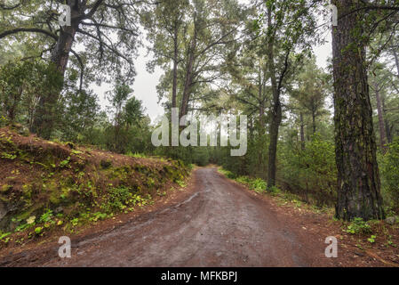 Belle forêt brumeuse en Arenas Negras, Tenerife, Canaries, Espagne. Banque D'Images