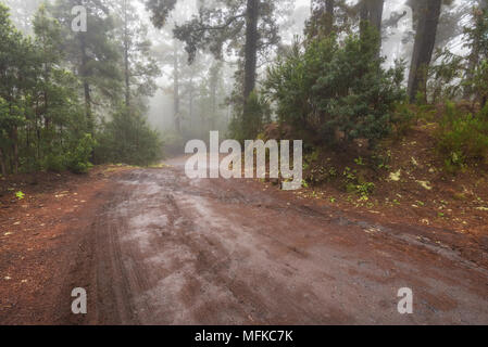 Belle forêt brumeuse en Arenas Negras, Tenerife, Canaries, Espagne. Banque D'Images