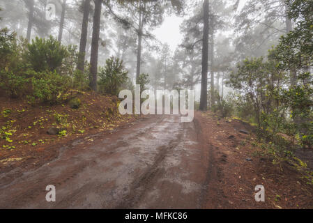 Belle forêt brumeuse en Arenas Negras, Tenerife, Canaries, Espagne. Banque D'Images