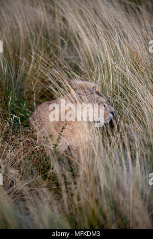 La femelle adulte Puma fixant dans les hautes herbes sèches automne fixant avec un regard intense à un Guanaco ( hors du champ de pâturage) près de l'endroit où elle est ma belle (berçeuse. Banque D'Images