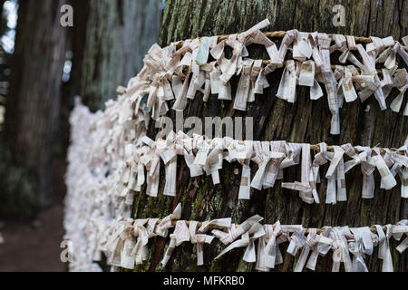 Fortune papier enroulé autour de tronc d'arbre Banque D'Images