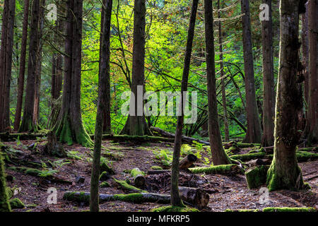 Alice Lake Provincial Park Banque D'Images