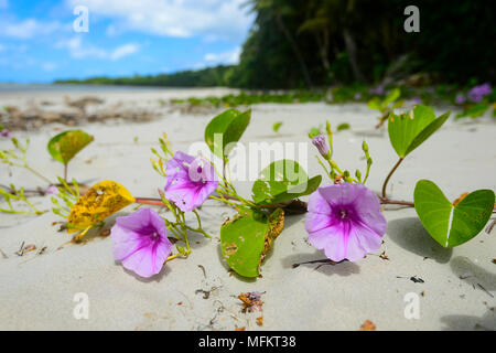 Beach morning glory (Ipomoea pes-caprae) est une vigne rampante pantropicale poussant sur des plages de sable. Parc national de Daintree, Far North Queensland, Banque D'Images