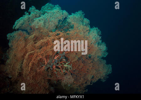 Incroyable sur la mer ventilateur dans le Ceram mer. Belle et colorée des coraux mous. Photo a été prise à Raja Ampat, Papouasie occidentale, en Indonésie Banque D'Images