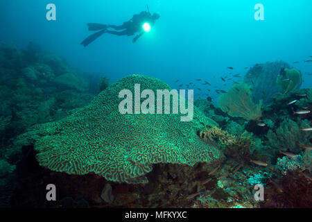 Cerveau dur corail (Platygyra lamellina). Photo a été prise dans le domaine de Chantilly mer, Raja Ampat, Papouasie occidentale, Indonesi Banque D'Images