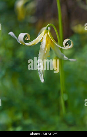 Gros plan du single white fawn lily fleur avec pétales recourbés lunatique en position verticale Banque D'Images