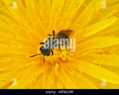 Petite Abeille minière (Andrena sp.) sur un pissenlit dans l'ouest de l'état de Washington, USA Banque D'Images