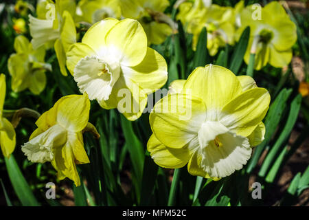 Narcissus 'Avalon', la jonquille Jonquilles Banque D'Images