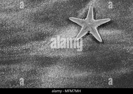 Île de Mull, Hébrides, Ecosse - image en noir et blanc d'une étoile morte sur le sable noir de la côte de Mull. Date : 26.04.2006 Ref : B250 094 Banque D'Images