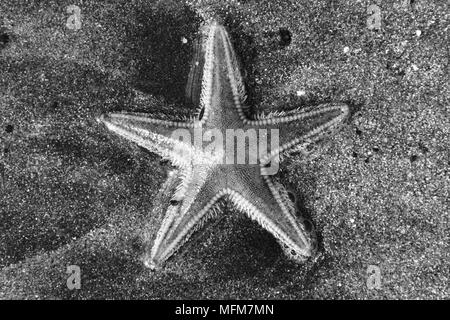 Île de Mull, Hébrides, Ecosse - image en noir et blanc d'une étoile morte sur le sable noir de la côte de Mull. Date : 26.04.2006 Ref : B250 094 Banque D'Images