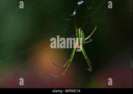 Spider Spider web en couleur. Banque D'Images