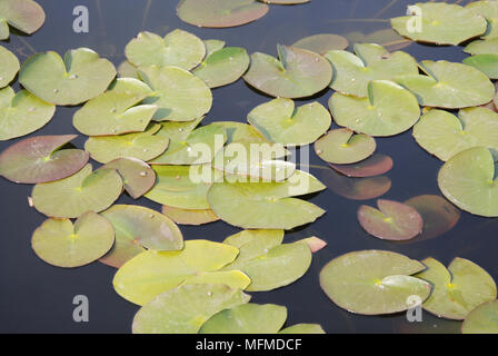 Feuilles de Lotus flottant sur l'eau, cliché pris à partir de ci-dessus, laisser sur le lac dans le parc isolé Banque D'Images