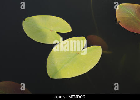 Feuilles de Lotus flottant sur l'eau, cliché pris à partir de ci-dessus, laisser sur le lac dans le parc isolé Banque D'Images