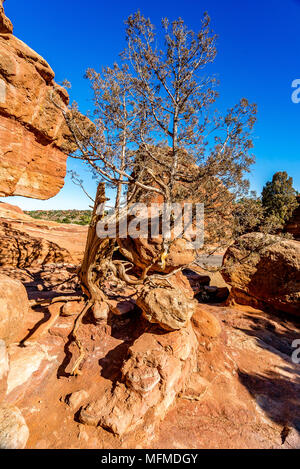 Balanced Rock et Steamboat Rock dans le Jardin des Dieux, à Colorado Springs, Colorado, États-Unis Banque D'Images