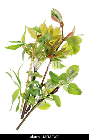 Une liasse de brindilles avec les jeunes feuilles et bourgeons de printemps Avril arbres européens. Isolé sur un plan macro studio blanc Banque D'Images