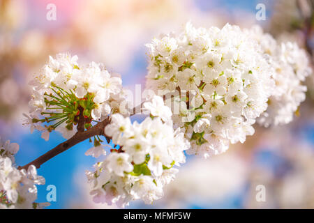 Au printemps les fleurs de cerisier blanc soleil avec ciel bleu et tendre bokeh. Banque D'Images