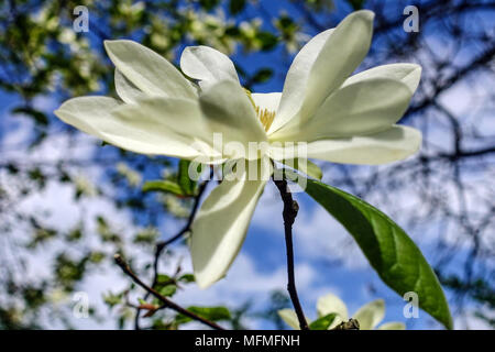 Gold Star Magnolia Magnolia stellata, étoile d'or, fleur fleurs blanc bokeh Banque D'Images