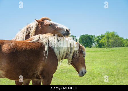 Deux Chevaux de Trait Belge chaque toilettage autres au Texas au printemps. Verts pâturages et fond de ciel bleu avec l'exemplaire de l'espace. Banque D'Images