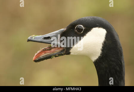 Un head shot d'une bernache du Canada (Branta canadensis) avec son bec ouvert et sa langue. Banque D'Images