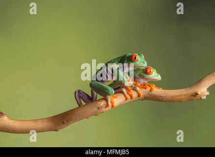 Red eyed tree frogs dans une configuration de studio Banque D'Images