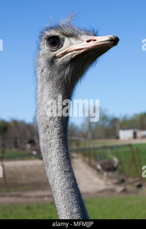 AFRICAN OSTRICH FARM DANS GARCZYN Banque D'Images