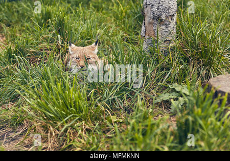 Detail close-up portrait of lynx. Portrait de lynx boréal sur l'herbe verte Banque D'Images