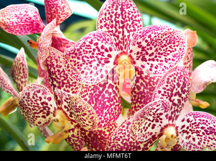 Rare magnifique rose à gorge jaune et fleurs d'Orchidée tachetée Banque D'Images
